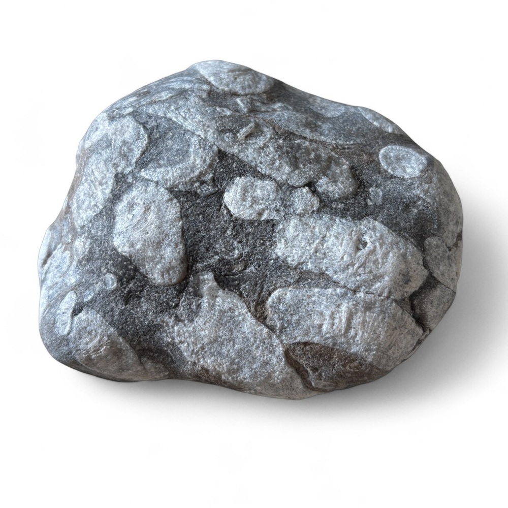 Fossiliferous Limestone – Natural Marine Fossil Stone